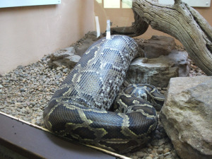 How Big do Pythons and Boas Grow?