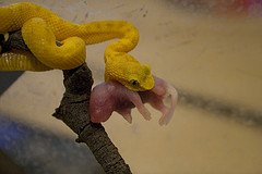 Types of Food Snakes Eat